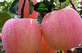 减肥，水果，误区，增肥，膳食纤维