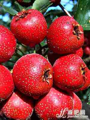 山楂含有多种维生素