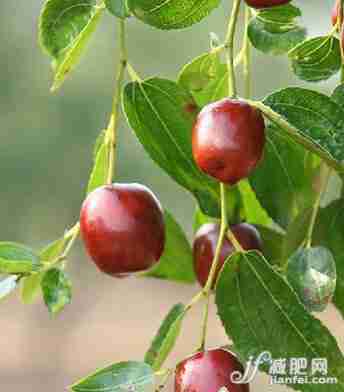 经期丰胸效果快 6款红枣食谱