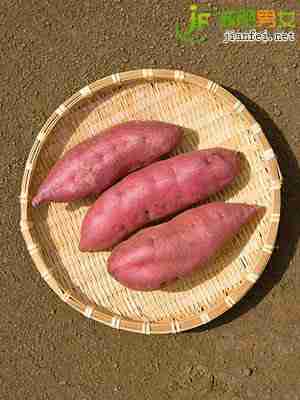 番薯纤维质松软、易消化