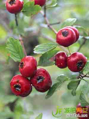 山楂吃多了会影响牙齿健康