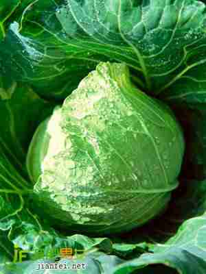 白菜减肥效果佳
